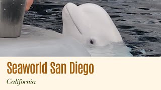 SeaWorld  San Diego CA [upl. by Ifill]