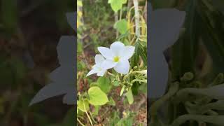 Plumeria pudica Flower 🌼🏵🌸🌿flowers nature wildflowers [upl. by Almire121]