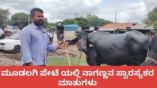 Mudalagi Buffelo market ಮೂಡಲಗಿ ಪ್ರಸಿದ್ಧವಾದ ದನಗಳ ಪೇಟೆ cattlemarket cattle buffellomarket [upl. by Cid]