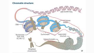 1 Cromatina heterocromatina eucromatina metilación de ADN e histonas acetilación [upl. by Starinsky949]