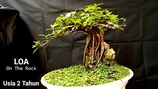 REVIEW BONSAI LOA ON THE ROCK ‼️ FICUS RACEMOSA [upl. by Clareta]