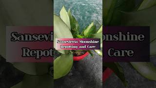 Repotting of Sansevieria Moonshine  Snake Plant Care Tips shorts youtubeshorts ytshorts [upl. by Allison]