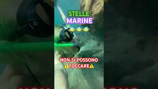 HO TROVATO UNA STELLA MARINA MA NON POSSO TOCCARLA 😭⚠️ [upl. by Macmullin]