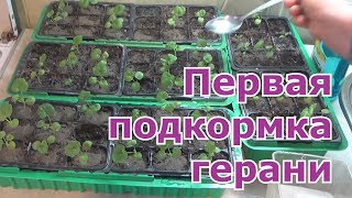 Чем подкормить рассаду пеларгонии герани [upl. by Dela]