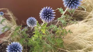 Echinops ritro cardo pallottola coccodrillo globe thistle [upl. by Anitan]