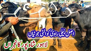 Lahore Cow Mandi Wednesday Phandar Jhotian  Crossable Katti Farming How To Start Heifers Farming [upl. by Merissa]