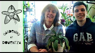 How To Propagate Streptocarpus From Leaf Cuttings [upl. by Ramhaj473]