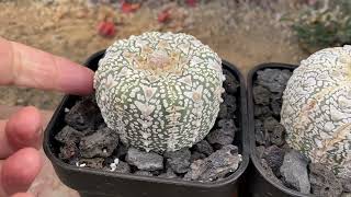 Mi colección de Astrophytum Asterias y variedades [upl. by Kiker]