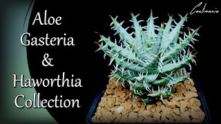 Aloe Gasteria amp Haworthia Collection  Cactus amp Succulents [upl. by Naerad734]