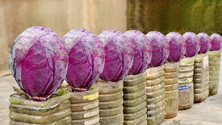 How to Grow Super Delicious Specialty Purple Cabbage at Home [upl. by Ylrevaw]