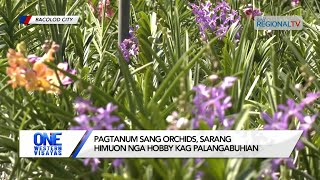 One Western Visayas Pagtanum sang orchids sarang himuon nga hobby kag palangabuhian [upl. by Aniara]