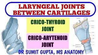 LARYNGEAL JOINTS  Cricothyroid Joint  Cricoarytenoid Joint [upl. by Zoba23]