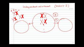 Meoisis Independent Assortment of Homologous Chromosomes [upl. by Renrag55]