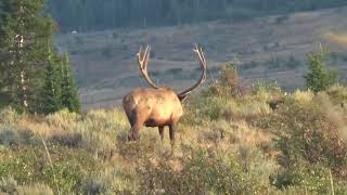 Idaho Elk Hunting with White Peaks Outfitters [upl. by Marcille30]