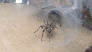 FUNNEL WEAVER SPIDER HD [upl. by Partan]