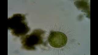 Acanthocystis turfacea [upl. by Norse]