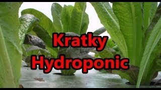 Harvest Romaine Lettuce From Kratky Hydroponic Raft System [upl. by Liddle]