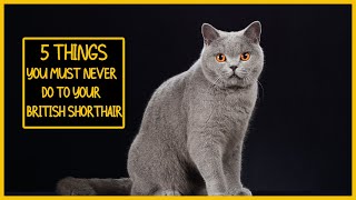 5 Things You Must Never Do to Your British Shorthair [upl. by Akinaj370]