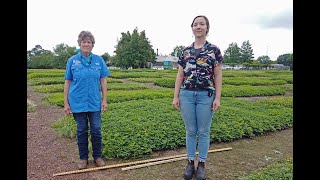 Perennial Peanut for Ornamental Turf or Ground Cover [upl. by Wilek]