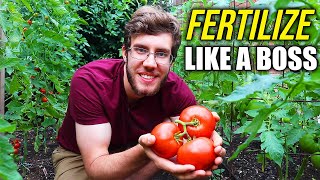 How to Fertilize Tomato Plants for a Dream Harvest [upl. by Hy575]