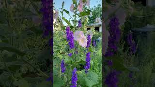 From Seed To Stunning Watch This Hollyhock Grown From Seed [upl. by Aleiram]