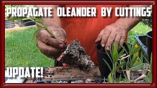 Propagate Oleander From Cuttings Update [upl. by Lacagnia82]