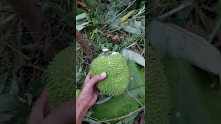 Harvesting Ogob or Breadnut  Seeded Breadfruit Artocarpus camansi fruittrees tree shorts [upl. by Emmett85]