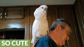 Cockatoo serenades owner by singing I love you [upl. by Washington148]