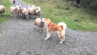 Akita Inu vs Sheep familie [upl. by Nipsirc890]