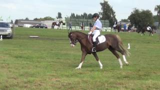 Arno met Wandor in dressuur klasse CB1 op het provinciaal kampioenschap [upl. by Blus399]