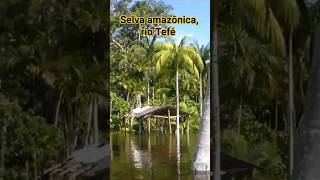 SELVA AMAZÔNICA MARGEM DO RIO TEFÉ Município de Alvarães estado do Amazonas [upl. by Hanyaz]