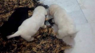 Very small labrador puppies for sale in delhi 9999039993 puppies for sale on olx or online sites [upl. by Asim117]