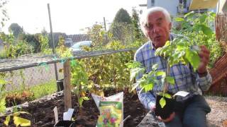 Himbeeren pflanzen im Herbst im VOLATGartentipp [upl. by Nagek]