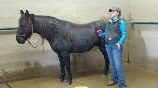 How to Clean a Geldings Sheath [upl. by Lodie846]