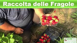 Come raccogliere le fragole unifere Asia [upl. by Oecile]