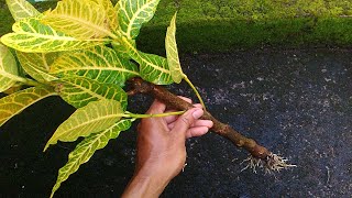 How to Grow Croton Plants From Stem Cuttings [upl. by Oralia797]