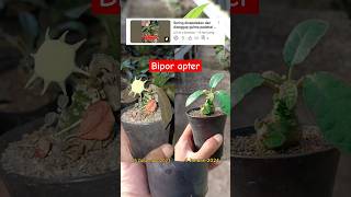 Update Treatment rendam air untuk Dorstenia terbukti mujarab aridzona sukulen dorstenia garden [upl. by Libb]