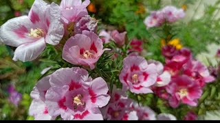 1574  Godetia Flowerगोडेशिया फ्लॉवरClarkia AmoenaSatin Flower  Care amp Propagation [upl. by Lothair]