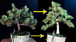 bonsai design Pinus pinea [upl. by Ahsinrad947]