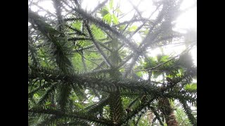 Monkey Puzzle trees are easy to grow [upl. by Atinnek]