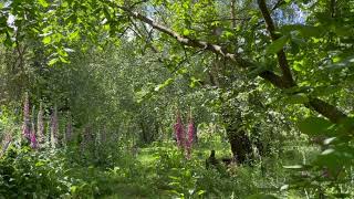 Wild foxgloves and bird songs [upl. by Mirabel]