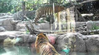 Tiger Battle at the Hogle Zoo [upl. by Selym]