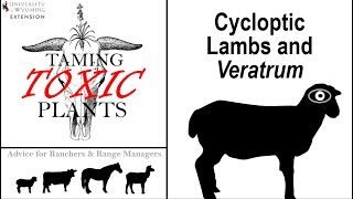 Cycloptic Lambs from Veratrum UW Taming Toxic Plants [upl. by Acisset]