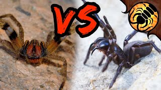 Brazilian Wandering Spider VS Funnelweb  WHICH is more DEADLY [upl. by Farah471]