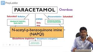 Paracetamol toxicity  Biochemical Basis  Lecture [upl. by Bollen]