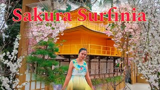 Sakura Surfinia in Flower Dome Singapore satisfying amazing sakura flowers [upl. by Minnnie]