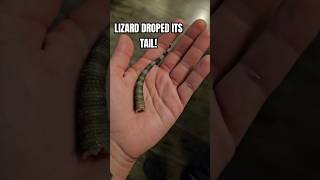 Lizard Drops its tail lizard reptiles reptile animals interesting tailautotomy [upl. by Hale211]