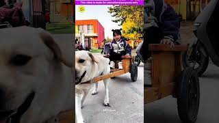 Smart genius pet dog 🐶😍 part3  Smart Appliances Kitchen Utensils Home Inventions MTS Gyan [upl. by Jair]