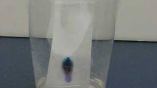 Paper Chromatography [upl. by Baker]