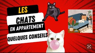 Les chats en appartement  quelques conseils conseils chat appartement tips cats blackcat fyp [upl. by Mosa]